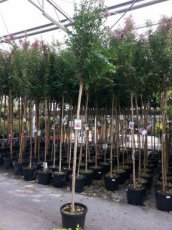 Lagerstroemia indica x fauriei 'Hopi'  8/10  HO C25  INDISCHE SERING