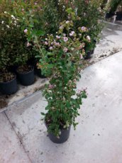 Lagerstroemia indica x fauriei 'Muskogee' - Indische sering 100-125 C9