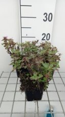 Lamium maculatum 'Anna Greenaway' | Gevlekte dovenetel 15 P9