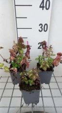Lamium maculatum 'Chequers' | Gevlekte dovenetel 15 P9