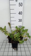 Lamium maculatum 'Shell Pink' | Gevlekte dovenetel 15 P9