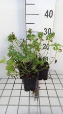 Lamium maculatum 'Album' (=Niveum)| Gevlekte dovenetel 25 P9