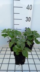 Lamium orvala | Dovenetel 50 P9