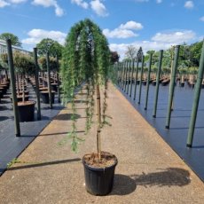 Larix kaempferi 'Stiff Weeper' | Japanse treurlork - Stam 90 C15