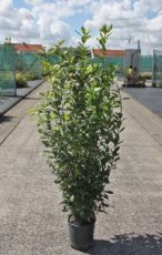 Laurus nobilis 125/150 C10 Laurus nobilis - Laurier  125-150  C10