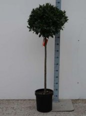 Laurus nobilis - stam100+bol C18 Laurus nobilis - stam100+bol Laurier C18