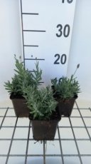 Lavandula angustifolia 'Essence Purple' - Lavendel  40 P9