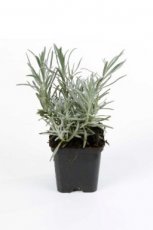 Lavandula angustifolia 'Alba' | Lavendel 50 P9