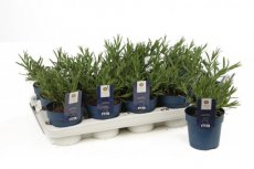 Lavandula angustifolia 'Felice'® - Lavendel 50 P9