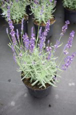 Lavandula angustifolia  ‘Munstead’ 24 st. Lavandula angustifolia  ‘Munstead’ - Lavendel  15 P9  PROMO  24 st.