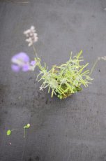 Lavandula angustifolia (= officinalis) | Keukenlavendel 50 P9