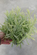 Lavandula angustifolia 'Platinum Blonde' - Lavendel 20-25 C2