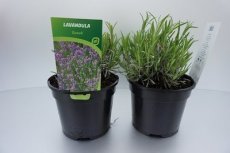 Lavandula intermedia  ‘Dutch’ 25/30 C2 Lavandula intermedia ‘Dutch’ - Lavendel  25-30  C2