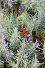 Lavandula intermedia  ‘Dutch’ - Lavendel 20-25 60 P9