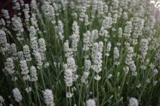 Lavandula intermedia  ‘Edelweiss’ - Lavendel 50 P9