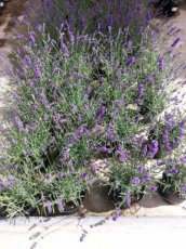 Lavandula intermedia  ‘Grosso’ - Lavendel 20-25   C2