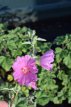 Lavatera ‘Bredon Springs’ C3 Lavatera ‘Bredon Springs’ - Heemst-Struikmalva 25-30 C3