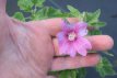 Lavatera ‘Candy Floss’ P9 Lavatera ‘Candy Floss’ | Heemst-Struikmalva 150 P9