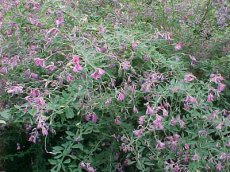 Lespedeza thunbergii 40-50  C