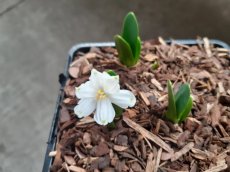 Leucojum aestivum 'Bridesmaid' | Zomerklokje 30 C2