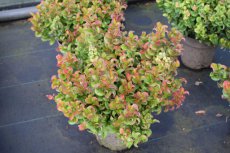 Leucothoe axillaris ‘Curly Red’®-Druifheide 20-30  C