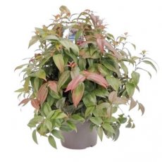 Leucothoe fontanesiana 'Dark Diamond' - Druifheide 20-25 C5