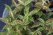 Leucothoe fontanesiana ‘Rainbow’ 30/40 C4