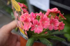 Lewisia hybr. 'Little Plum' | Bitterkruid 20 P9