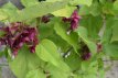 Leycesteria formosa 'Golden Lanterns'® 40/50 C4 Leycesteria formosa 'Golden Lanterns'® (‘Notbruce’)-Fazantenbes 40-50 C4