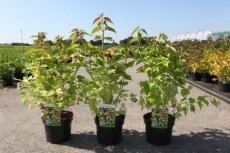 Leycesteria formosa 'Golden Lanterns'® (‘Notbruce’)-Fazantenbes 40-50 C4