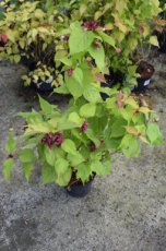 Leycesteria formosa 'Golden Lanterns'® (‘Notbruce’)-Fazantenbes 40-50 C