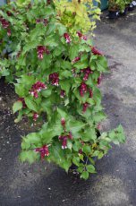 Leycesteria formosa - Fazantenbes-Grootmoeders oorbellen 40-50 C