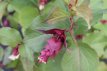 Leycesteria formosa ‘Purple Rain’ 40/50 C4 Leycesteria formosa ‘Purple Rain’-Fazantenbes 40-50  C