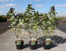 Leycesteria formosa ‘Purple Rain’-Fazantenbes 40-50  C