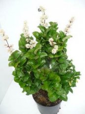 Ligustrum japonicum 'Rotundifolium' - Liguster  20-25 C