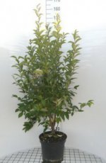 Ligustrum japonicum 80/100 C10 Ligustrum japonicum - Liguster 80-100  C10