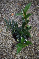 Ligustrum japonicum 'Green Century' - Liguster 40-50 C3