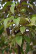 Ligustrum japonicum 60/80 C3 Ligustrum japonicum - Japanse Liguster 60-80 C3