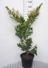 Ligustrum japonicum ‘Texanum’ 60/80 C10 Ligustrum japonicum ‘Texanum’ - Liguster 60-80  C10