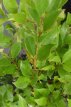 Ligustrum lucidum 30/40 C Ligustrum lucidum - Liguster 30-40 C