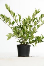 Ligustrum lucidum - Liguster 30-40 C