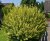 Ligustrum ovalifolium 'Aureum' 25 st. 60/90 BW