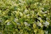 Ligustrum ovalifolium 'Aureum' 25 st. 60/90 BW