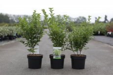 Ligustrum ovalifolium 'Green Diamond' - Liguster 40-50 C4