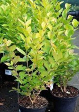 Ligustrum 'Vicaryi' - Liguster 30-40 C