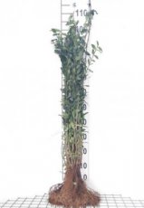 Ligustrum vulgare 60/90 50 st. BW Ligustrum vulgare  60-90  BW  50 stuks |  LIGUSTER-HAAGLIGUSTER