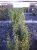 Ligustrum vulgare 40/60 50 st. BW Ligustrum vulgare  40-60  BW  50 stuks |  LIGUSTER-HAAGLIGUSTER