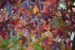 Liquidambar styraciflua 100/125 C12 Liquidambar styraciflua - Amberboom 100-125 C12