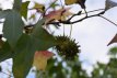 Liquidambar styraciflua 100/125 C12 Liquidambar styraciflua - Amberboom 100-125 C12