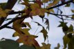 Liquidambar styraciflua 100/125 C12 Liquidambar styraciflua - Amberboom 100-125 C12